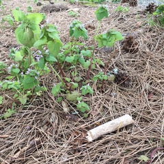 Lamium purpureum purpureum