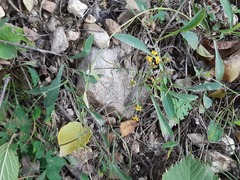 Bupleurum polyphyllum