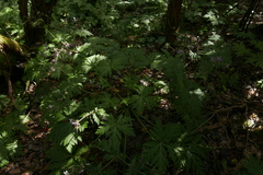 Geranium reuteri image