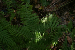 Dryopteris oligodonta