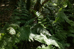 Dryopteris oligodonta