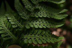 Dryopteris oligodonta