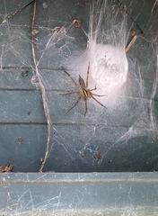 Agelenopsis