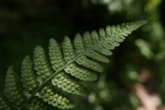 Dryopteris oligodonta