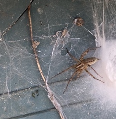 Agelenopsis