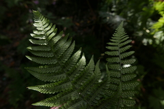 Dryopteris oligodonta