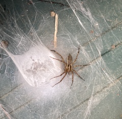 Agelenopsis