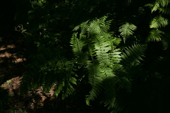 Dryopteris oligodonta