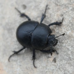 Thorectes intermedius