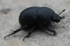 Thorectes intermedius