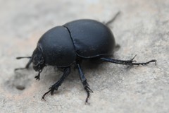 Thorectes intermedius