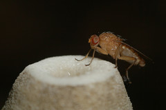 Suillia quinquepunctata