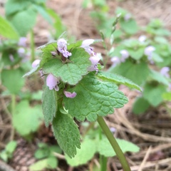 Lamium purpureum purpureum