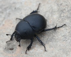 Thorectes intermedius