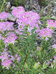 Pimelea rosea