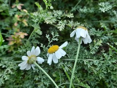 Anthemis fruticulosa
