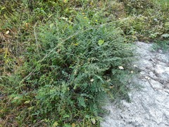 Anthemis fruticulosa