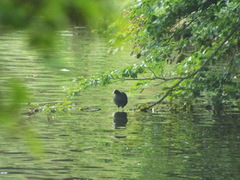 Fulica atra