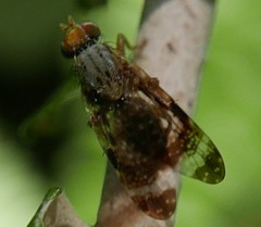 Oedosphenella