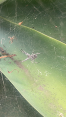 Cyrtophora citricola