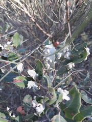 Dryomyia lichtensteinii