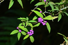 Callicarpa randaiensis