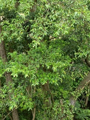 Ficus ampelos