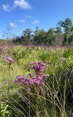 Carphephorus odoratissimus
