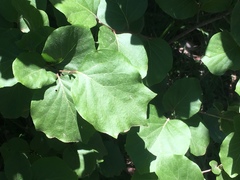 Styrax platanifolius