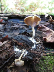 Entoloma undatum
