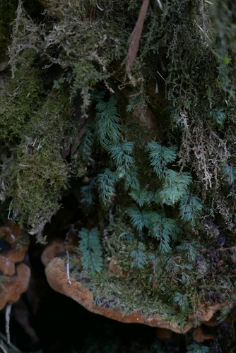 Hymenophyllum tunbrigense image