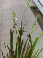 Sisyrinchium