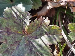 Alchemilla bombycina