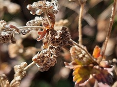 Alchemilla bombycina