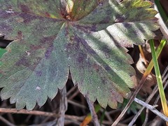 Alchemilla bombycina