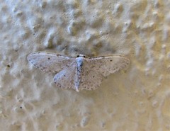 Idaea camparia