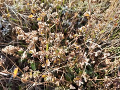 Alchemilla bombycina