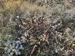 Alchemilla bombycina