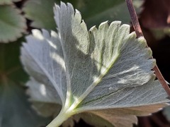 Alchemilla bombycina