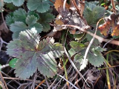 Alchemilla bombycina