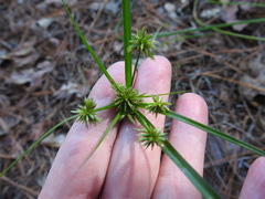 Cyperus retroflexus