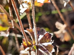Alchemilla bombycina