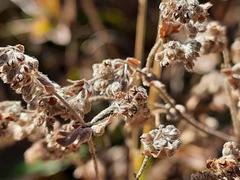 Alchemilla bombycina