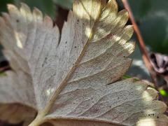 Alchemilla bombycina