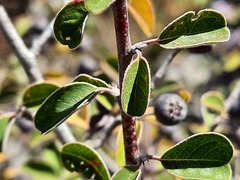 Cotoneaster morulus