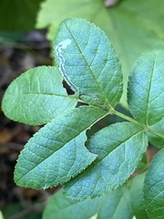 Stigmella rosaefoliella