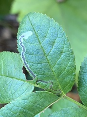 Stigmella rosaefoliella