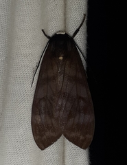 Pachydota