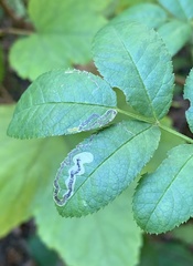 Stigmella rosaefoliella