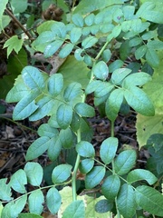 Stigmella rosaefoliella
